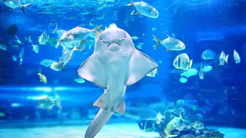 カジノ VIP バックステージ ツアー 2025 - サンタ カタリナ島