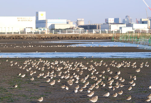 千葉に新たな湾岸道路、懸案の「三番瀬」避けた概略ルート案示す日経クロステック xTECH