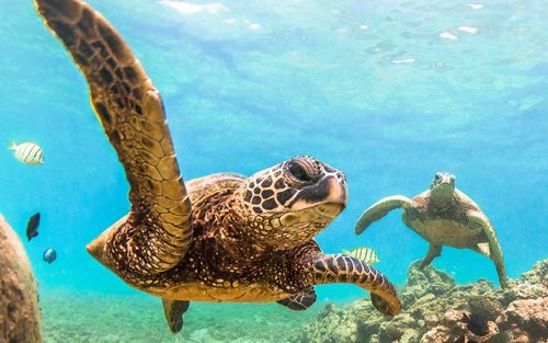 オアフ島 シュノーケリング！🐠 3つのおすすめシュノーケリングスポット、ホノルル旅行 🌴 ハワイのブログ - FlashpackingAmerica