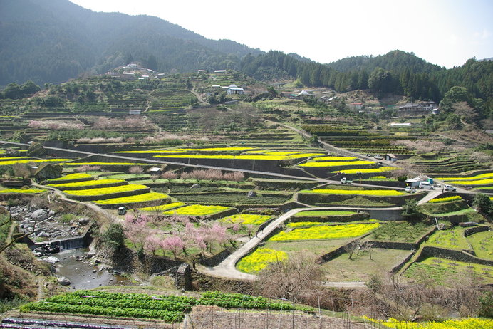 CLUB 菜の花・ナノハナ - 四国中央市 キャバクラ ポケパラ