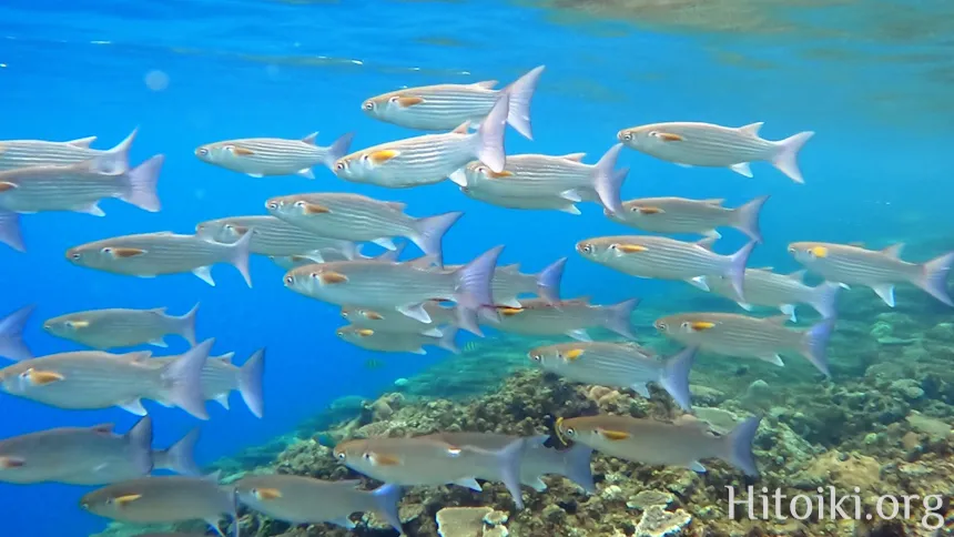 知名崎海岸の釣り場情報魚速報