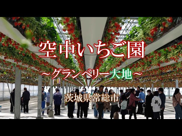 2025年ニューオープン♪ 収穫しやすい高設栽培のいちご狩り♪ハウスに入った瞬間からいちごの甘い香りがしてきます♪真っ赤ないちご を思う存分お楽しみください♪＜ファミリー・カップル・女性にもおすすめ＞ パワーズいちご園 - じゃらん遊び体験