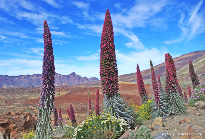 テイデ山 チケット＆ツアーゲットユアガイドGetYourGuide
