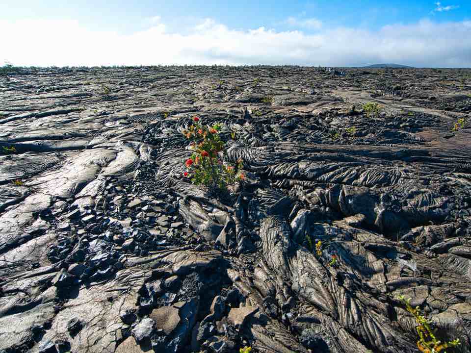 世界遺産ハワイ火山国立公園を訪問！ハワイ島のみどころ周遊 ハワイ島発 ホットホリデ