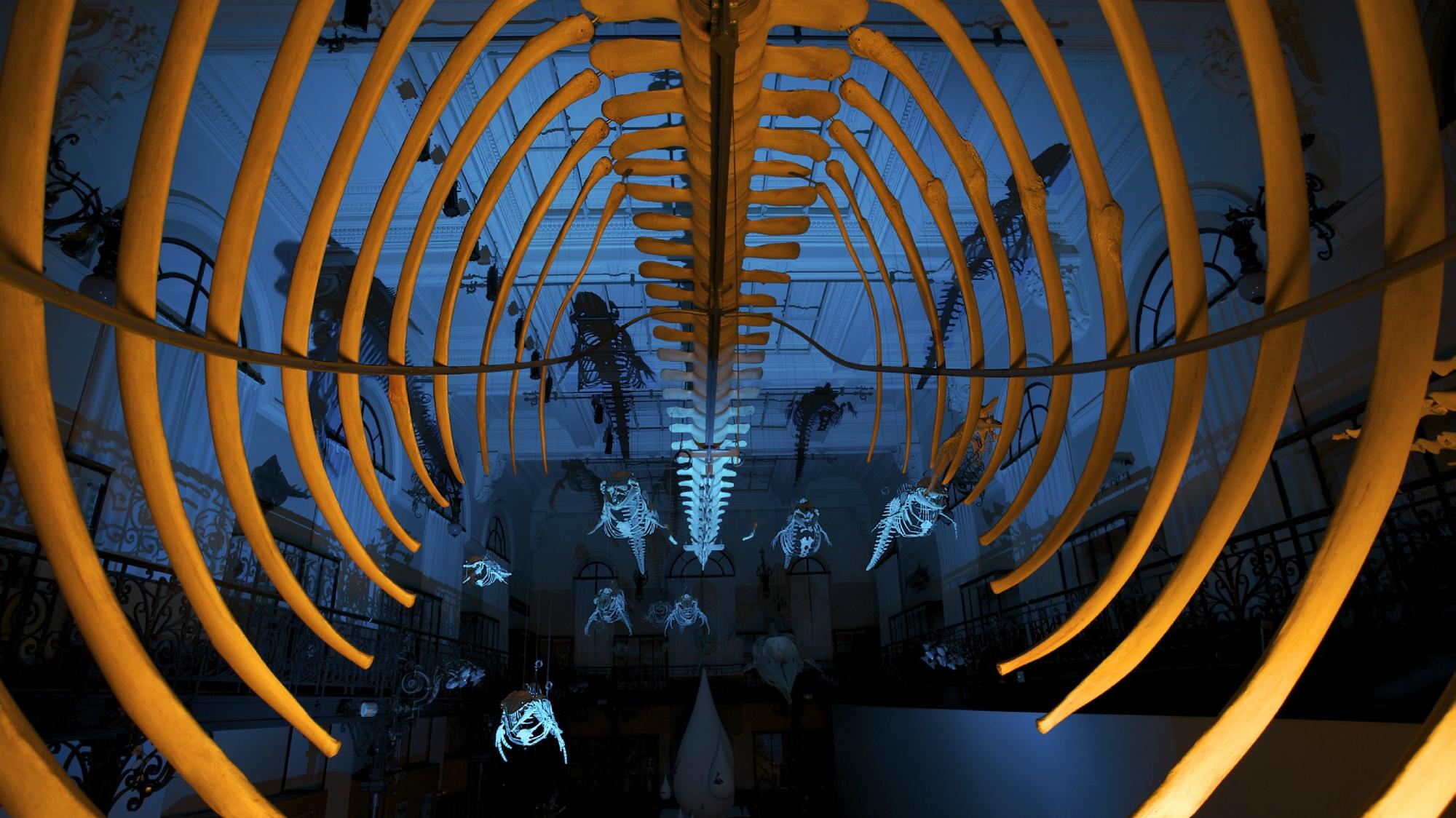 モナコ海洋博物館 - Wikipedia