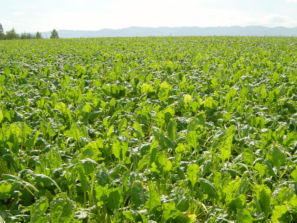 ビート畑の写真素材 - PIXTA