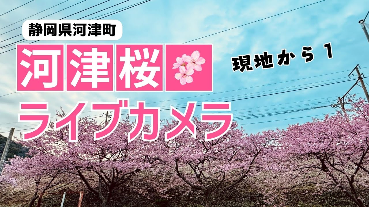 河津町の河津桜まつりに行ってきました海苔ぴんぶろぐ