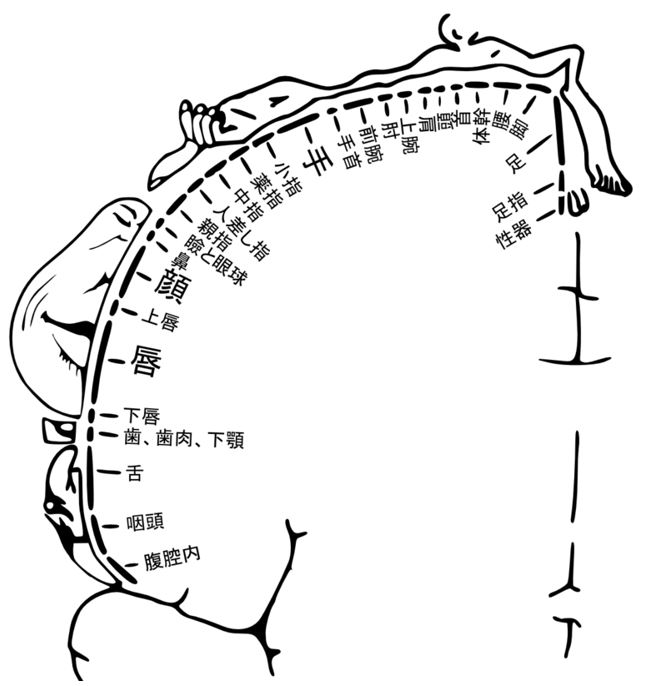 12星座あるある【彼が密かに感じている性感帯】-蟹座の彼は乳首を攻める、魚座の彼は足裏をおいしそうに舐める | 無料占いcoemi(コエミ)