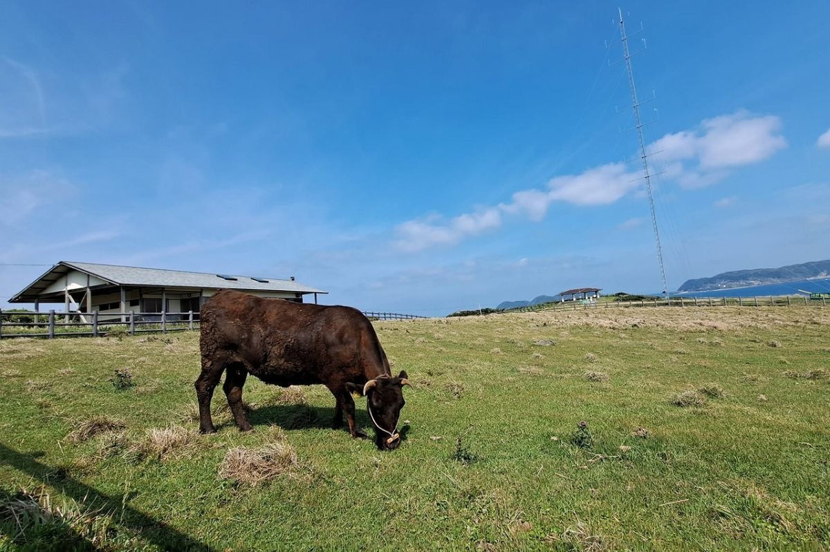 杉ノ原放牧場の楽園感！駐車場・口コミ 唐津市呼子町・佐賀なかがわ散歩帖