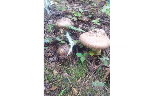 長厳寺：群馬の写真素材32514420- PIXTA