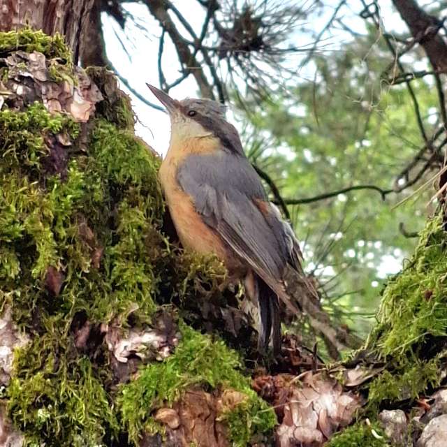 クロアチア旅行: プリトヴィッツェ湖群国立公園を歩き倒すぽんぽんたぬきがちょっとだけマイナーな場所に行ってきます