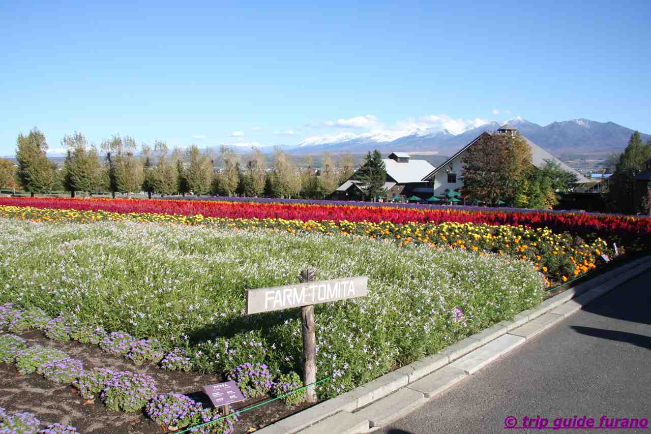 ファーム富田の最寄り駅として設置された富良野・美瑛ノロッコ号用の臨時駅「ラベンダー畑駅」から富良野駅へ向かうinteract