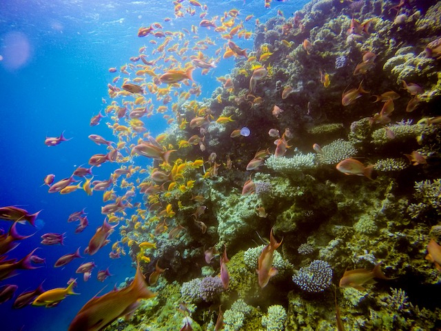 エジプト スキューバダイビングライセンス取得への道〜LIMIT OF LOVE？〜世界大作戦