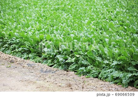 ビート畑 25802013368 の写真・イラスト素材アマナイメージズ