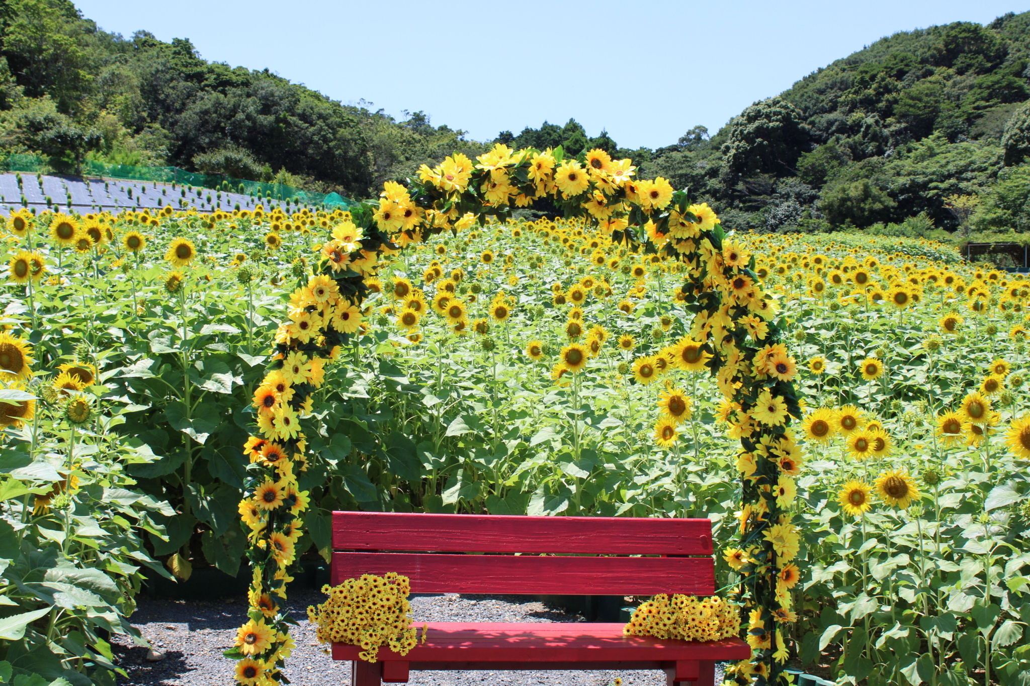 志摩市観光農園 －芝桜－ 開園道の駅 伊勢志摩