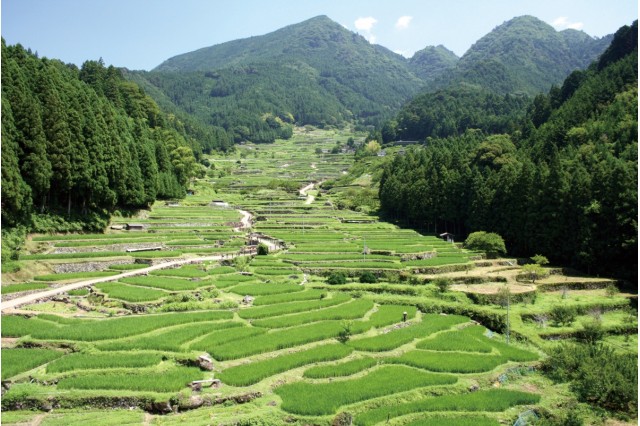 愛知県・新城市の「四谷千枚田」 - BLOG 日本棚田巡り