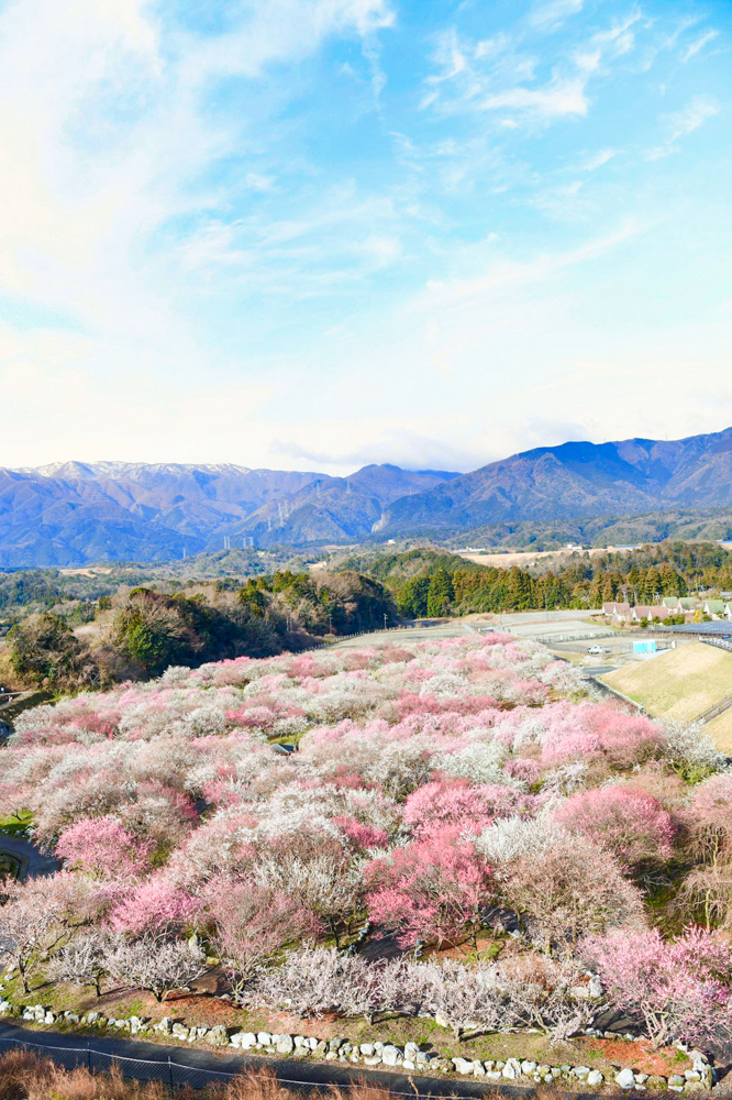 いなべ市農業公園 梅林公園クチコミ・アクセス・営業時間いなべ・菰野 フォートラベル