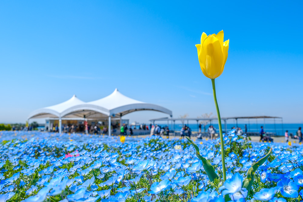 舞洲ネモフィラ祭り2024はアクセス方法は？開花予想や混雑の回避方法まとめ