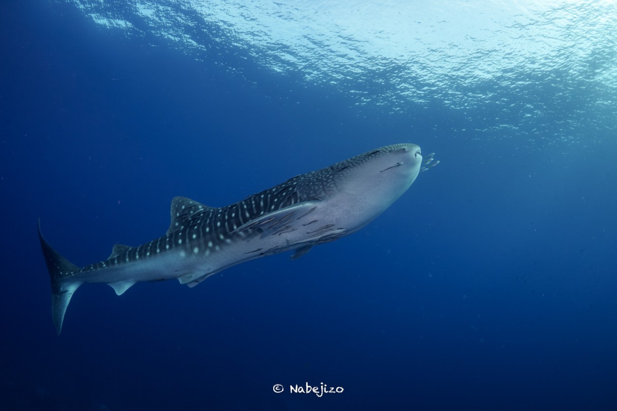 ジンベイザメの島PSC Divingへようお越しやす～