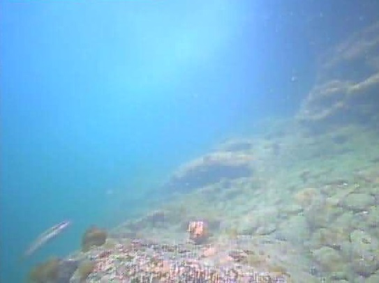 明鐘岬の釣り場情報魚速報