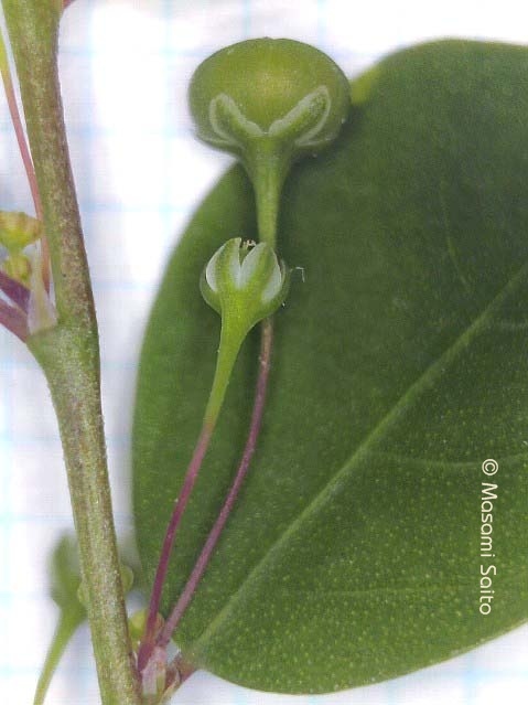 ナガエコミカンソウ 長柄小蜜柑草: 草花と自然Blog