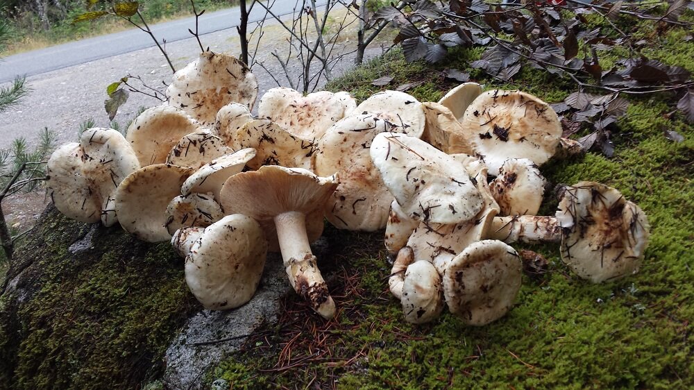 松茸狩りイメージの写真素材25389017- PIXTA