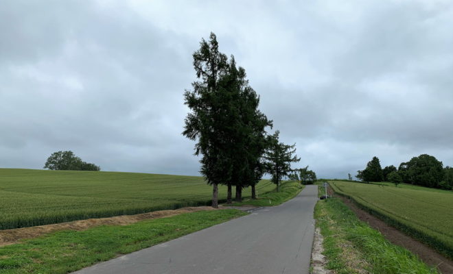 マイルドセブンの丘