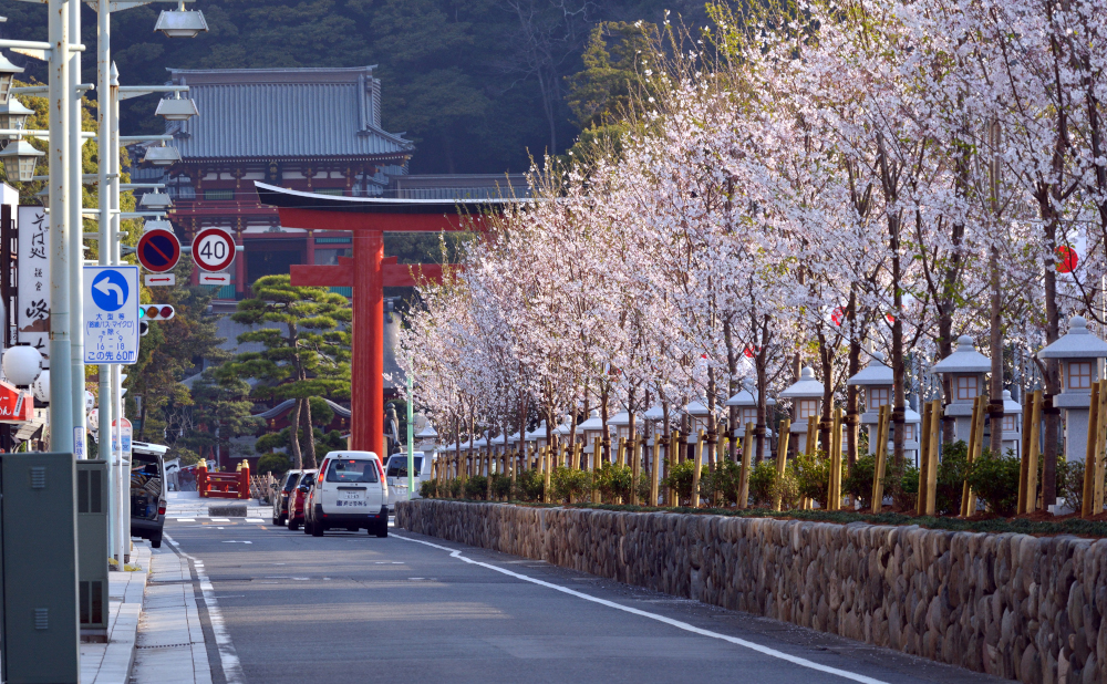 段葛 だんかずら 。鶴岡八幡宮への桜の参道鎌倉トリップ日帰りで紅葉の鎌倉へ