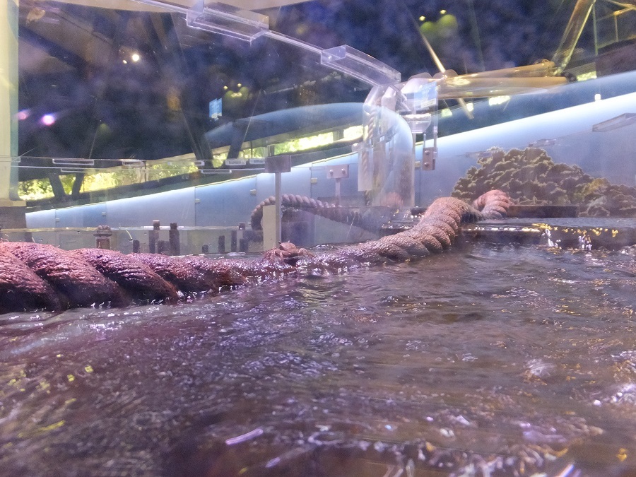 其の１３６ 水郷田名の烏山用水を訪ねる横浜水道みちを行く