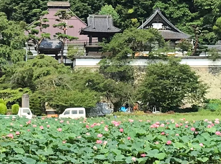 蓮の花が咲く千曲市の大雲寺