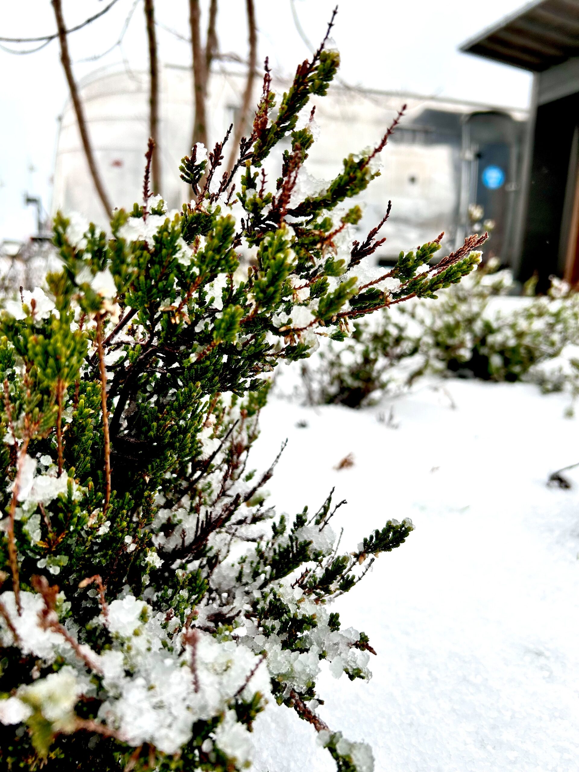 立山連峰を望める富山で、冬の味覚を満喫する電車の旅富山富山・氷見の旅行モデルコースこころから