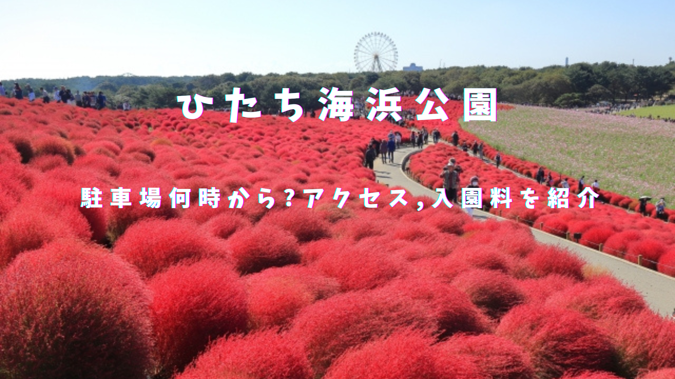 ひたち海浜公園 駐車場 混雑状況は？周辺で最大料金が安い予約制駐車場も！アキチャン -akippa channel