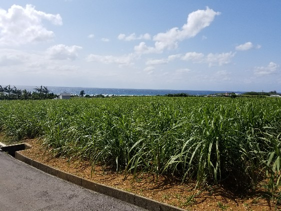 沖縄 サトウキビ畑 さとうきび畑 道の写真素材 - PIXTA