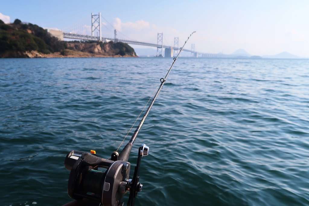与島で釣れたイカの釣り・釣果情報 - アングラーズ釣果600万件の魚釣り情報サイト