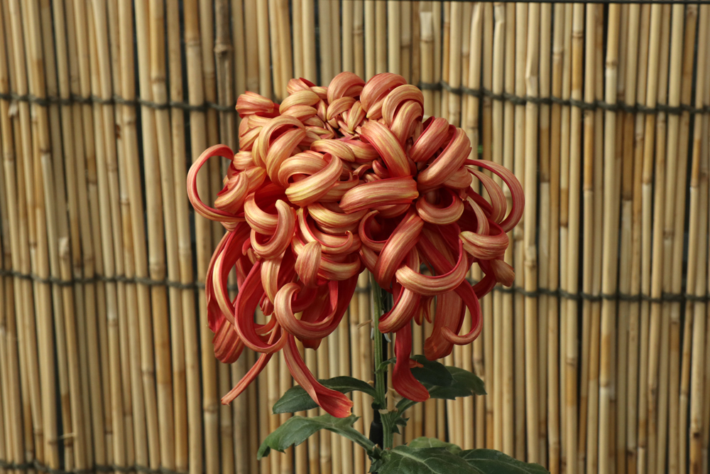 瑞雲殿 ZuiundenMay be,it means 'Palace in the cloud'.Anyway ,It's a kindof miracle.GreatThis flower was '3rd prize' at chrysanthemumexhibition. This chrysanthemum is called 'Atsumono' variety or'ousyu 奥州＝old name of Tohoku area -giku