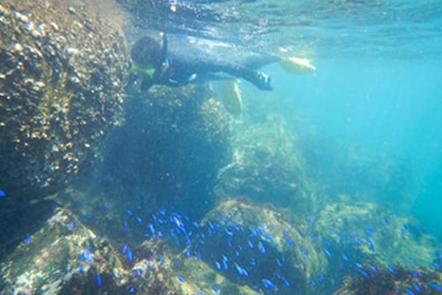 南伊豆の秘境「ヒリゾ浜」シュノーケルツアー7月13日より南伊豆の絶景スポット「ヒリゾ浜」でシュノーケリング体験ができるツアーがはじまります。ホテルからの送迎や乗船券、機材レンタルがセットになったお得なプランは小学生以上の方なら誰でもご参加可能！ご家族様