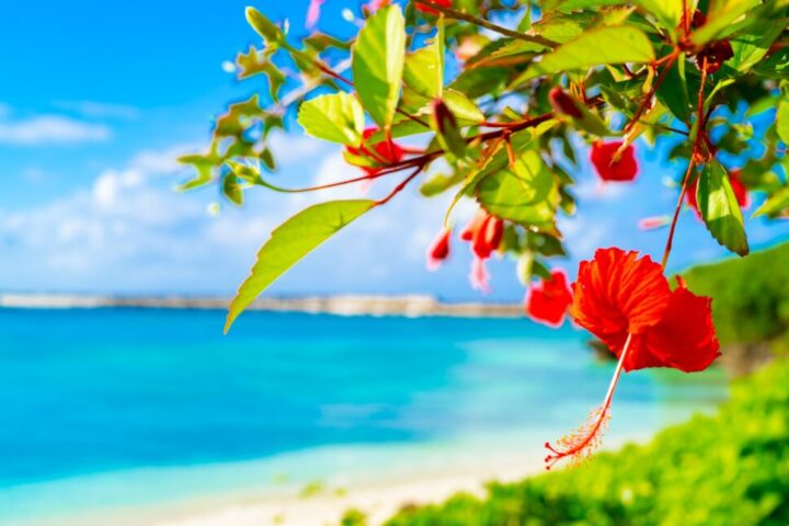 沖縄恩納村 約1～2時間 SNS映え間違いなし！クリアSUP体験コース☆ウミガメが棲む絶景ビーチへご案内＜高画質ドローン撮影付き＞ No.155