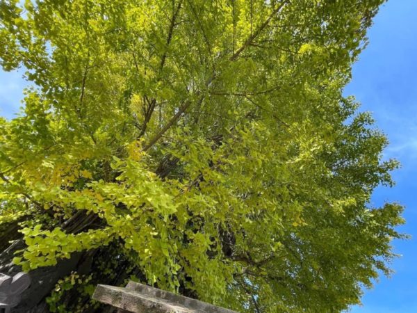 桜に銀杏に美術館！世界遺産・熊野古道「中辺路」観光スポット10選 - SEN. RETREAT