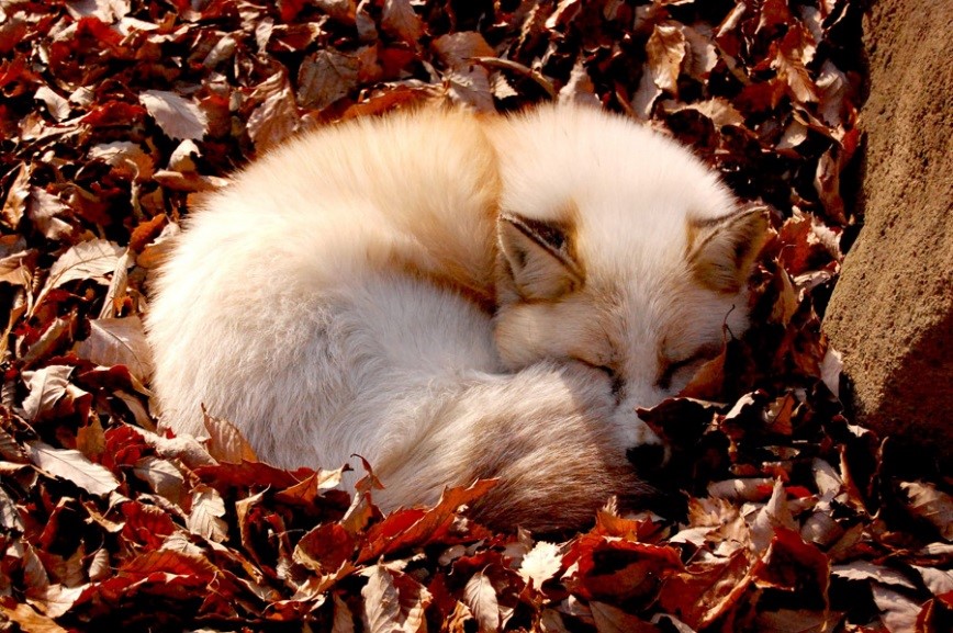 写真家・井上浩輝さん解説！野生動物の撮り方Vol.1「キタキツネ」をもふもふに撮るにはGOOPASS ANIMAL MAGAZINE