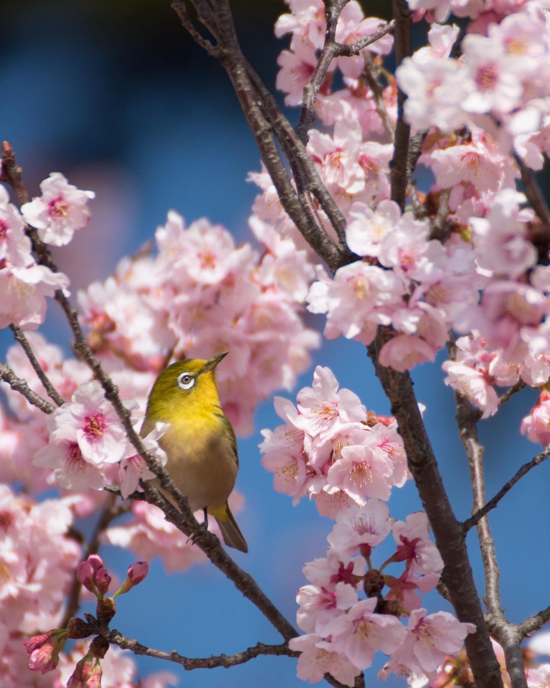 東京の花見シーズン最終盤、４年ぶり宴会ОＫの上野公園で夜桜 : 読売新聞