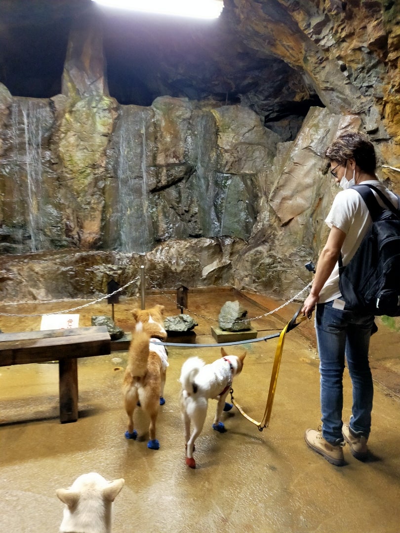 愛犬とお出かけスポット🐾『パグむぎはる🐶おかやまフォレストパーク ドイツの森へ！一日ゆっくり楽しめました‼』 - YouTube