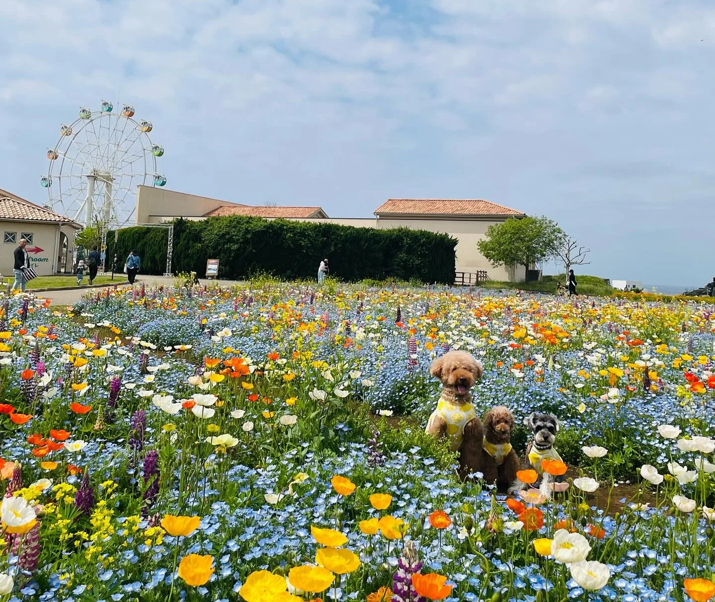 ソレイユの丘 横須賀 の遊び方は？水遊びやアスレチック遊具、バーベキューなどるるぶKids