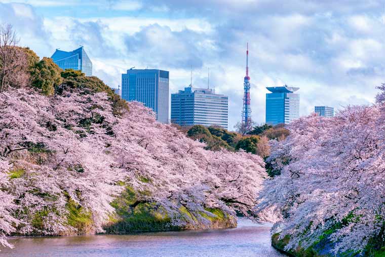 2023年版 東京都で人気のお花見穴場スポット15選 桜の名所マップ ZEKKEI Japan