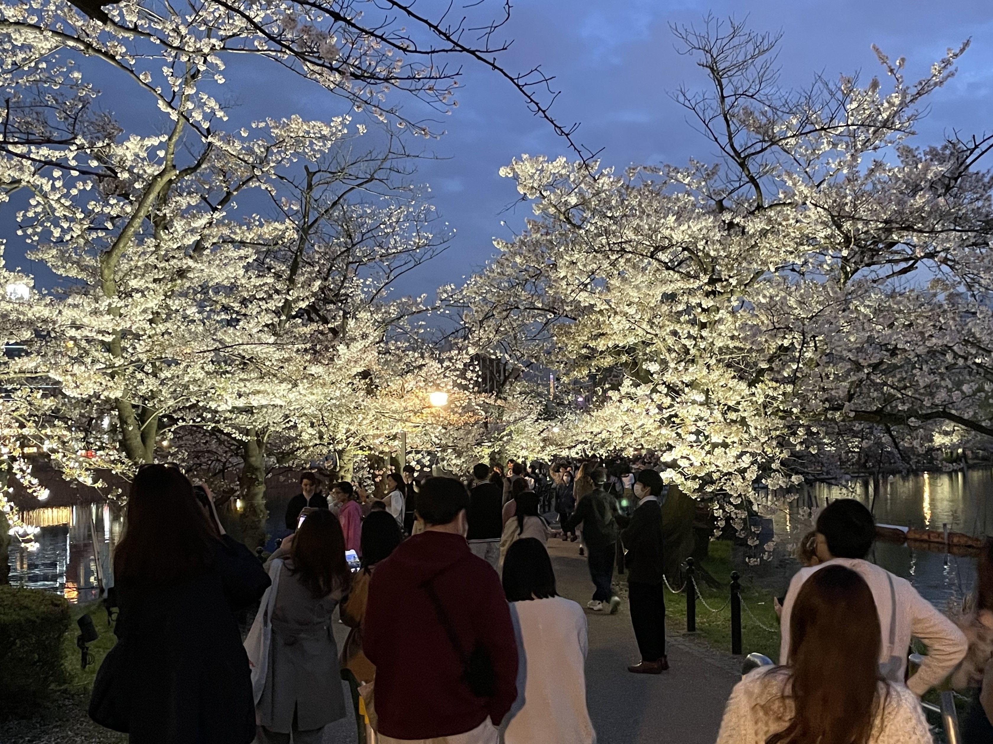 上野公園 不忍池ライトアップ夜桜！アットロードサイド