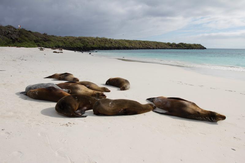 イスパニョーラ島の惨劇 『インディアスの破壊についての簡潔な報告』 ラス・カサスめんどくせぇことばかり