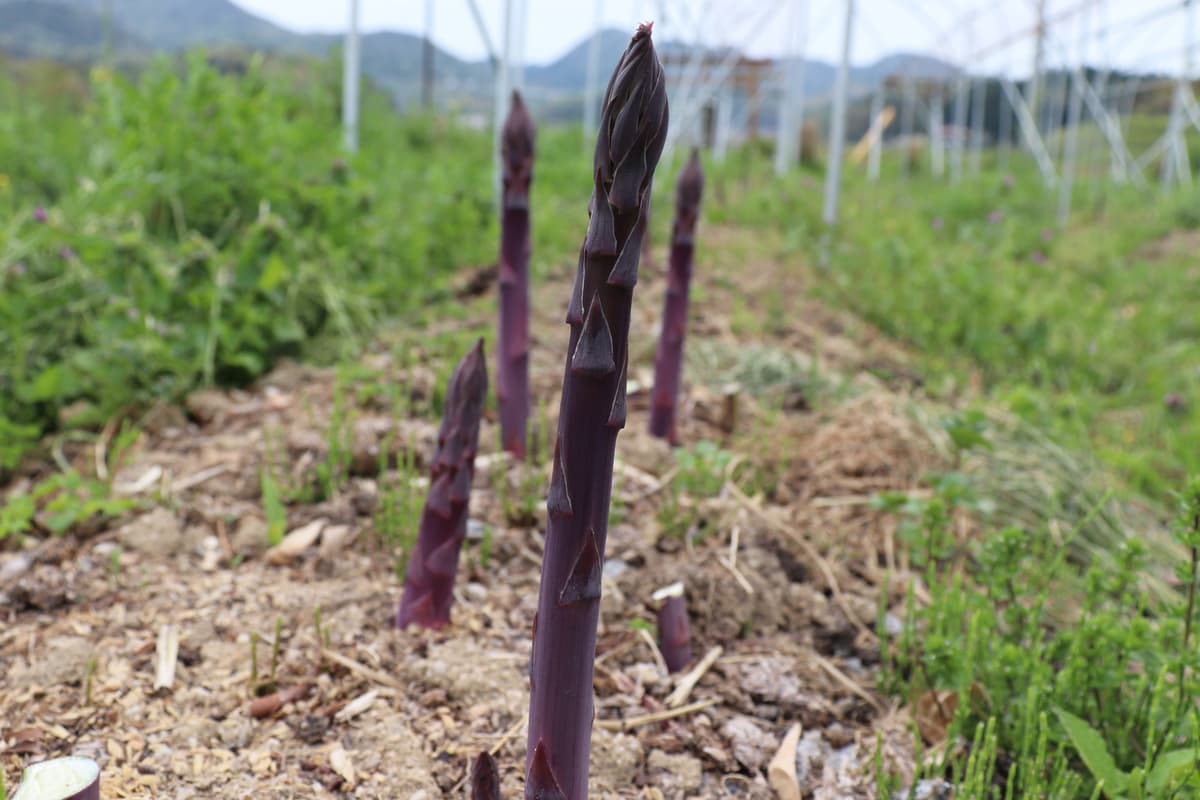 最高の贅沢！自然の恵みを五感で味わう“島根まるごとBBQ”体験レポ