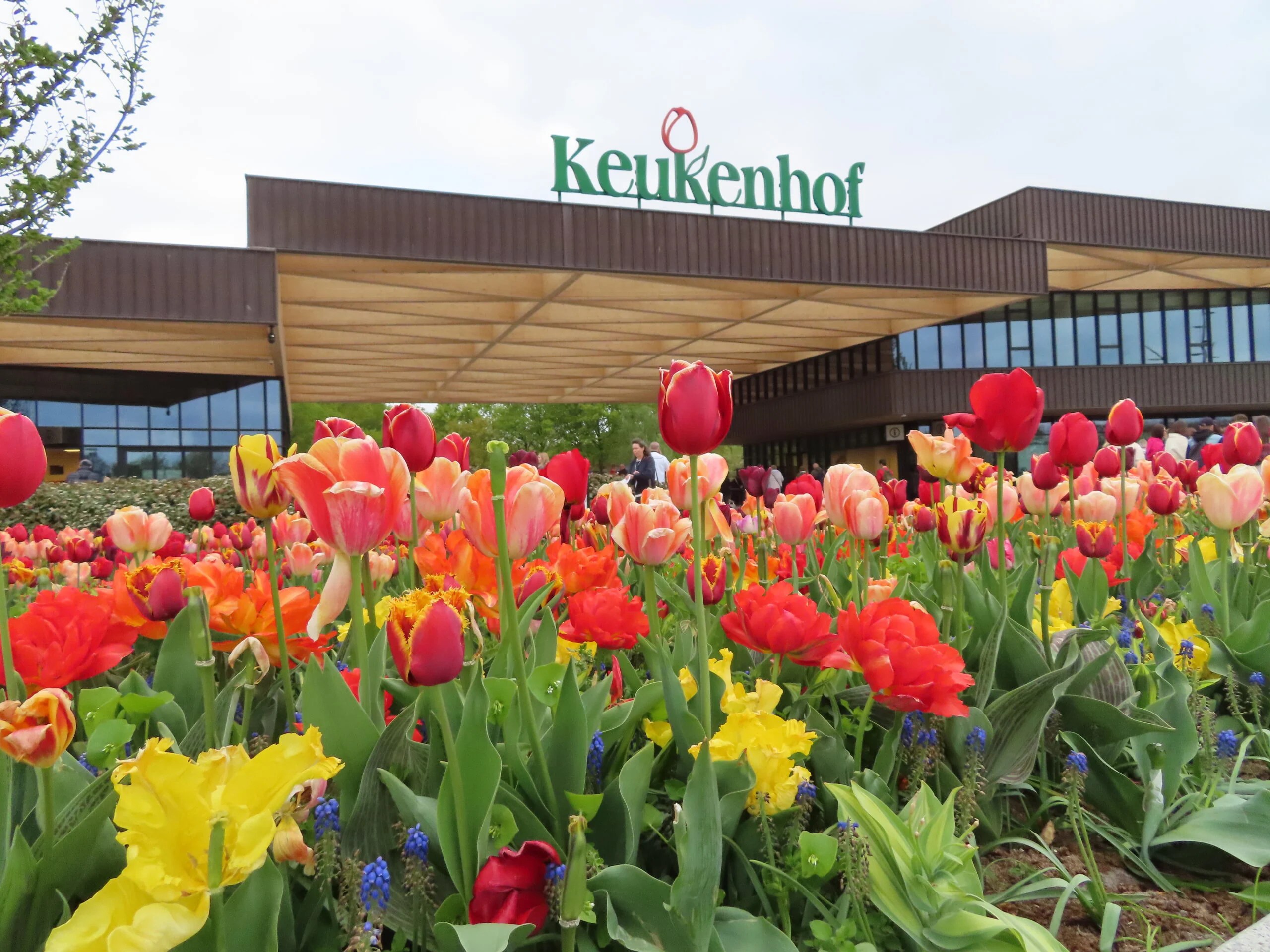 キューケンホフ公園の見ごろ、行き方、開園時間、入場券の買い方 オランダ花の公園おすすめ観光スポット・観光地