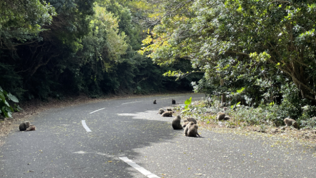 世界遺産の森をあるく～西部林道エコツアー 屋久島自然学校 - じゃらん遊び体験
