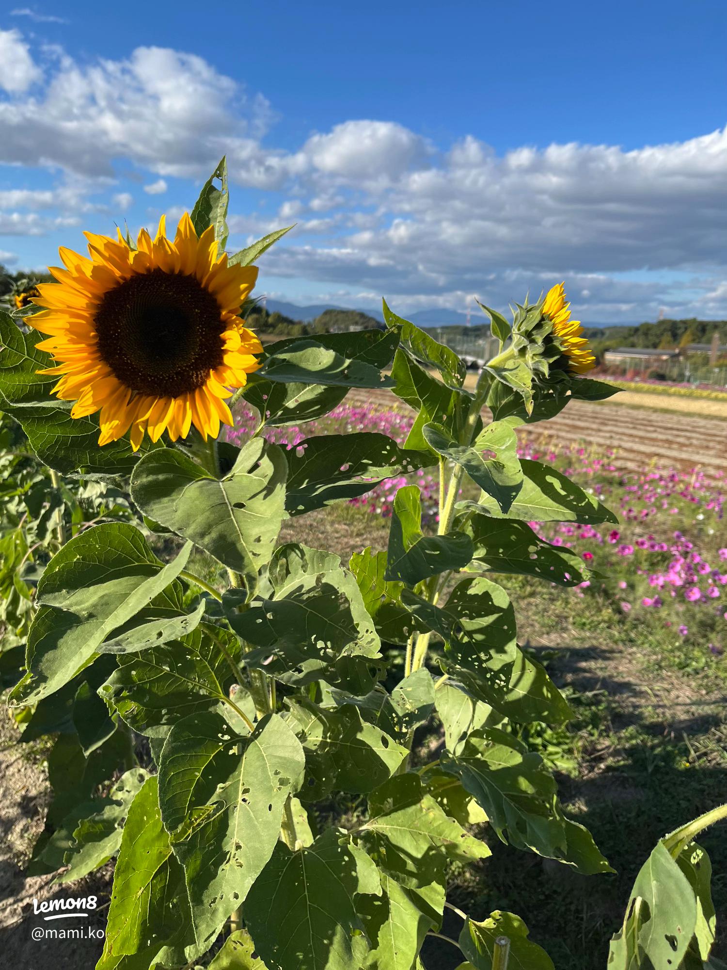 2023 コスモスの里 穂谷 11月上旬まで一般公開まいぷれ事務局 枚方・交野・寝屋川 のニュースまいぷれ 寝屋川市
