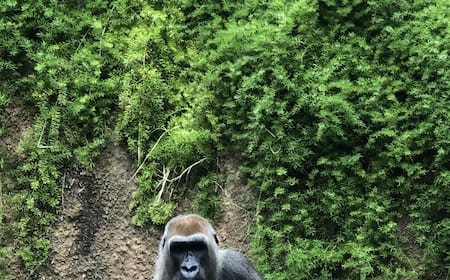 ロサンゼルスズーは子連れロサンゼルス観光におすすめ